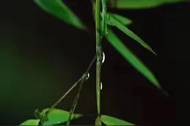 如你所愿……图片