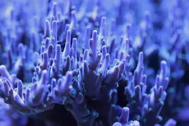 最像植物的动物，也是最古老而低等的动物——珊瑚图片
