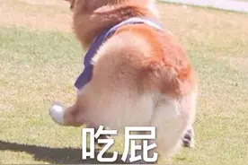表情包：三只小猪疯狂对视图片