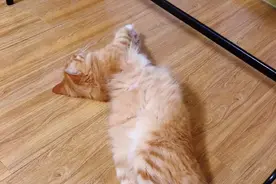 橘猫和缅因猫的结合，胖大的喵可爱图片