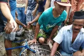 印尼17岁少女遭鳄鱼袭击身亡，尸体却完好无缺，因大鳄年迈无牙图片