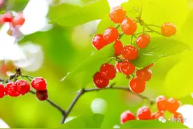 红了樱桃，绿了芭蕉图片