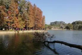 一抹红的水杉，浪漫的小木屋，水波潋滟的湖畔，惊艳了南宁的冬天图片
