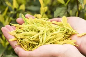 中国茶叶数量统计大全（值得收藏）图片