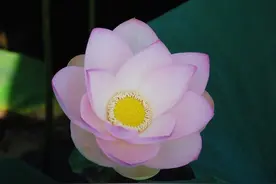飞花令——荷花图片
