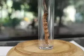 本草小课堂 | 新鲜冬虫夏草正上市，当季虫草品质怎样？图片