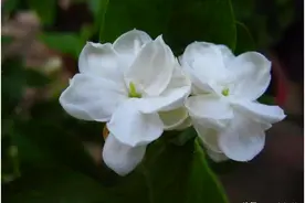 正确用硫酸亚铁浇花，才能让花卉生长的更好，叶子绿油油！图片