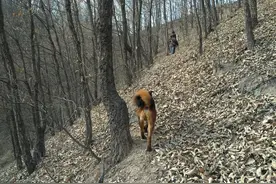 为病危老娘买药，十二岁的他夜晚独自翻越山岭，突然前面忽明忽暗图片