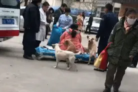 主人要生娃了，四只狗狗抢着跟上救护车，医生：你们给我留个位呀图片