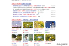 加拿大一枝黄花：我国当成“生态杀手”，为啥成为国外香饽饽？图片