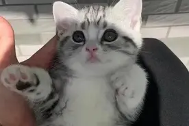 讲述：一只猫的缘分图片