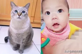 三年前去世的爱猫，竟然回来做了我的宝宝图片