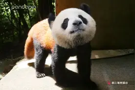我们要去梅肉小熊猫家里做客，你也来噻图片