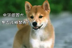 中华田园犬的禁养之路：这应该是最理智的回答，引人深思图片