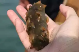 最全赶海攻略！分分钟就能挖到“海洋宝藏”的小石岛也太秀了！图片