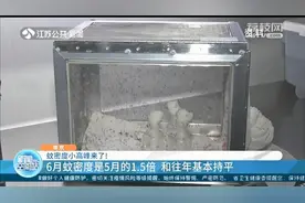 南京蚊密度小高峰来了，吃大蒜防蚊靠谱吗？专家给出解答图片