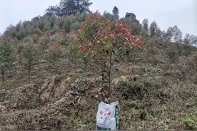 效果案例|桉树红叶、分叉的有效防治图片