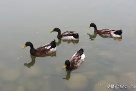 孵化时停电怎么办何谓移盘？怎样操作？图片