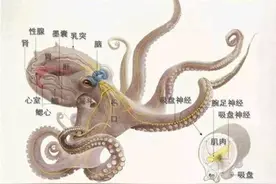 知道吗，你吃的章鱼可能是外星生物图片