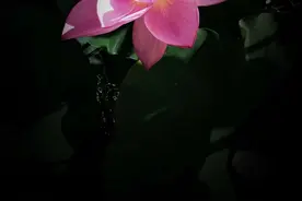 老一辈人的爱情，就是平凡中一生一世的陪伴图片
