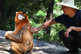 金丝猴、大熊猫等保护动物下山，赖在村民家不走，应该怎么办？图片