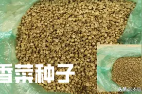 种植香菜，5点经验，香菜苗齐苗壮长得好图片