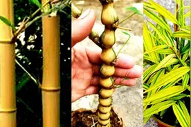 竹林「四大天黄」图片
