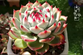 岁月流转，多肉是平淡生活中的娉婷清欢图片
