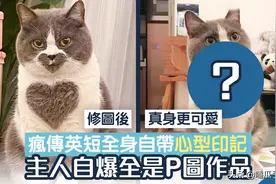英国短毛猫全身长心型图案，其实是P图，网民：P不P都爱呀图片