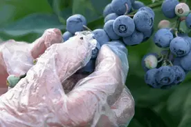溧水的蓝莓熟啦！一口爆浆的甜蜜，怎能“莓”有你！图片
