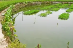 岳阳这口鱼塘真复杂图片