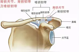 肩锁关节损伤的机制和检查方法图片