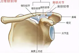 肩锁关节损伤的机制和检查方法图片