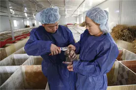 因“华农兄弟”走红网络的竹鼠，究竟属不属于野生动物呢？图片