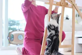 阿Sa在家画画被猫咪围观，调侃自己"只是一个背景"图片