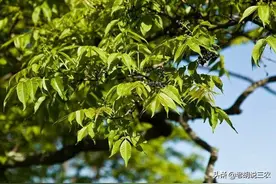 号称“植物青霉素”，可用来制作枪托，难怪元柏8000元/方呢图片