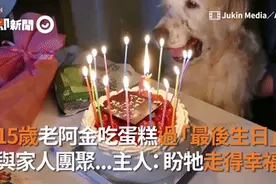 15岁老金毛过“最后生日”，它笑得特别开心，可网友却看哭了图片