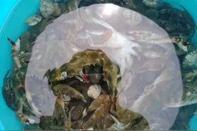 端午赶海收获满满图片