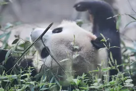 破案了！“头秃”大熊猫没事儿，打滚是为吸引饲养员注意图片