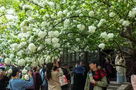 错过了南京樱花，一定不要错过清凉山的绣球花，白色花团让人惊艳图片