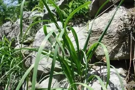 长山里的野韭菜叶小、色深、根粗，吃法简单，用处很特殊图片
