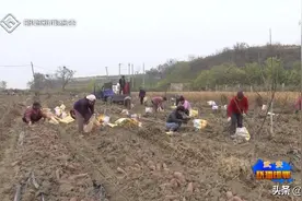 武安：东通乐村 红薯变身致富“软黄金”图片