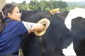 在牛身上开洞，还经常伸手进去掏？人类为何要这样做？牛不痛吗？图片