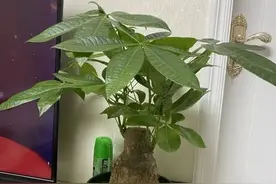 发财树秃头了，不要着急扔，这样处理一下很快就能恢复生机图片