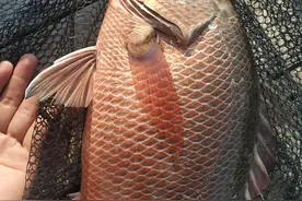 近海海钓最刺激的鱼种——红鲉，如何钓，在哪里可以钓到？图片