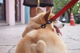 柯基的屁屁怎么可以萌成这样图片