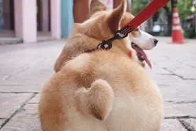 柯基的屁屁怎么可以萌成这样图片