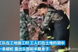 狂蟒之灾？深圳工地挖出重达50斤的缅甸蟒，它是哪来的？图片