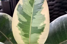 盆栽植物花叶橡皮树，绿植里的“花金刚”，让你的植物与众不同图片