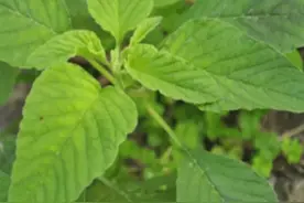 《人汗野菜的深思》图片